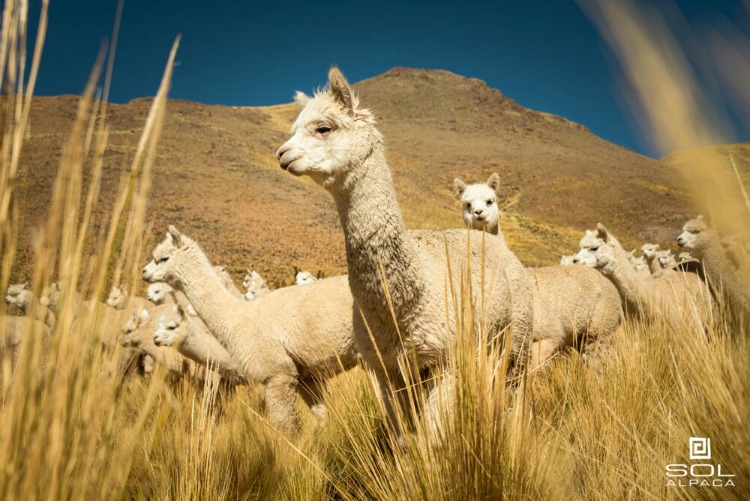 Alpaca fibers has exceptional thermal qualities.