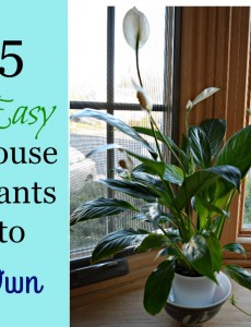 5 easy house plants to own