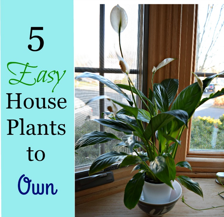 5 easy house plants to own