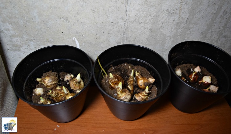 Forced bulbs at three weeks