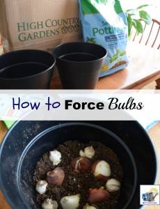 how to force bulbs