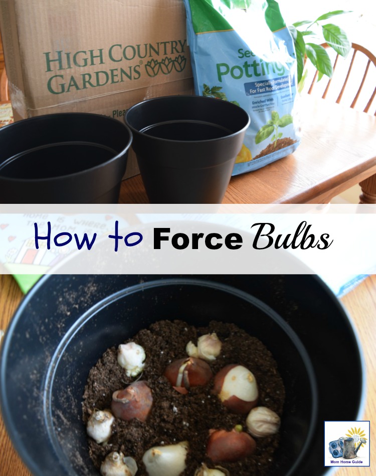 how to force bulbs
