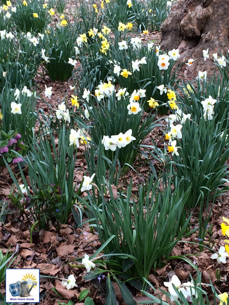 Daffodils in bloom at Sayen Gardens in Mercer County, NJ