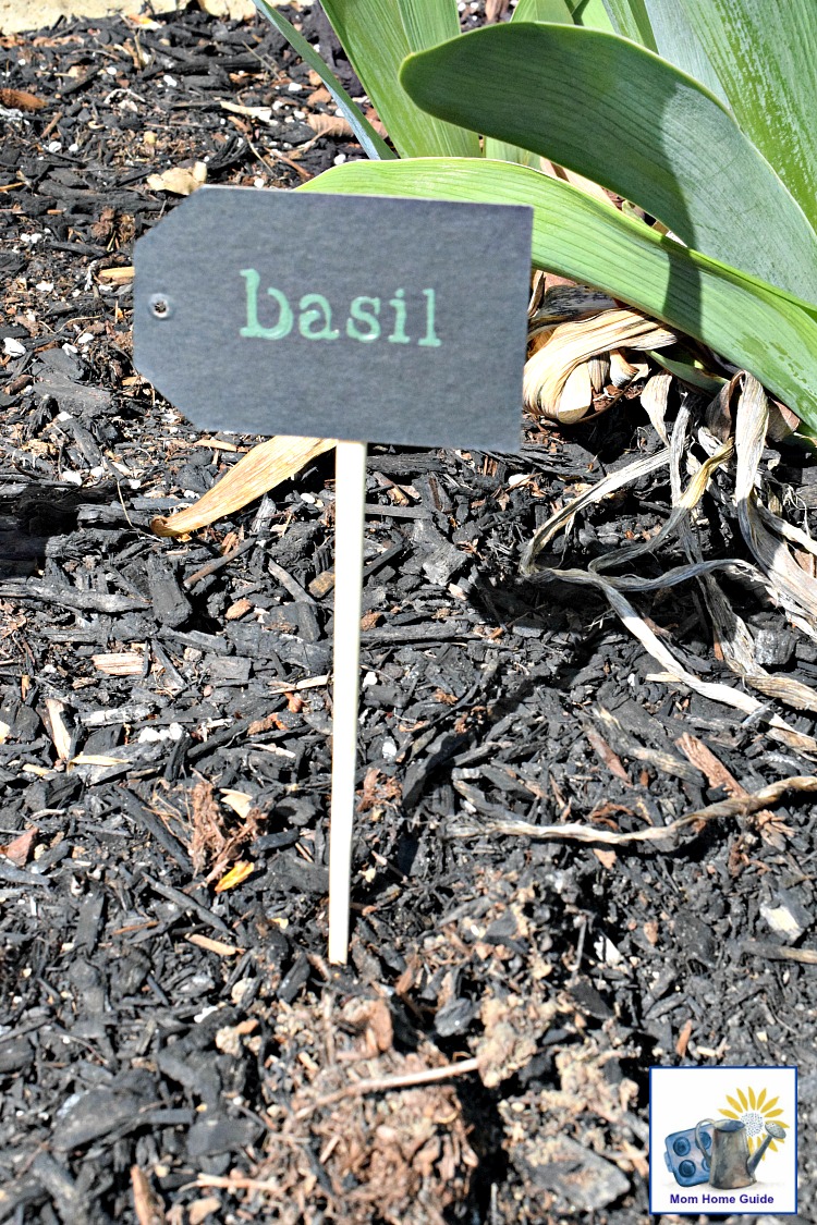 I love the look of this DIY basil herb garden marker