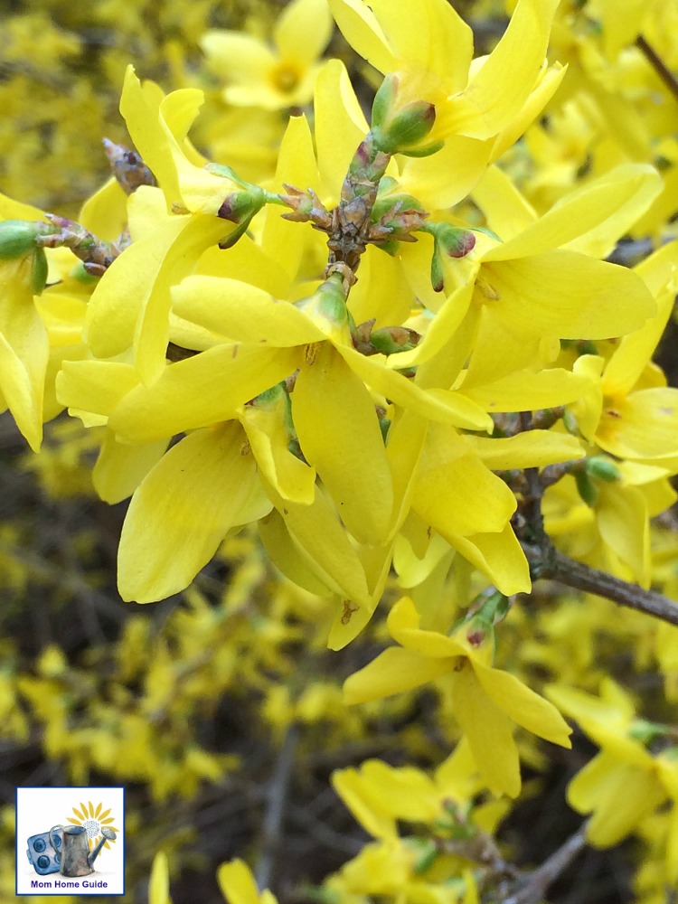 Flowering forsytiha in Sayen Gardens in Hamilton, NJ, in Mercer County