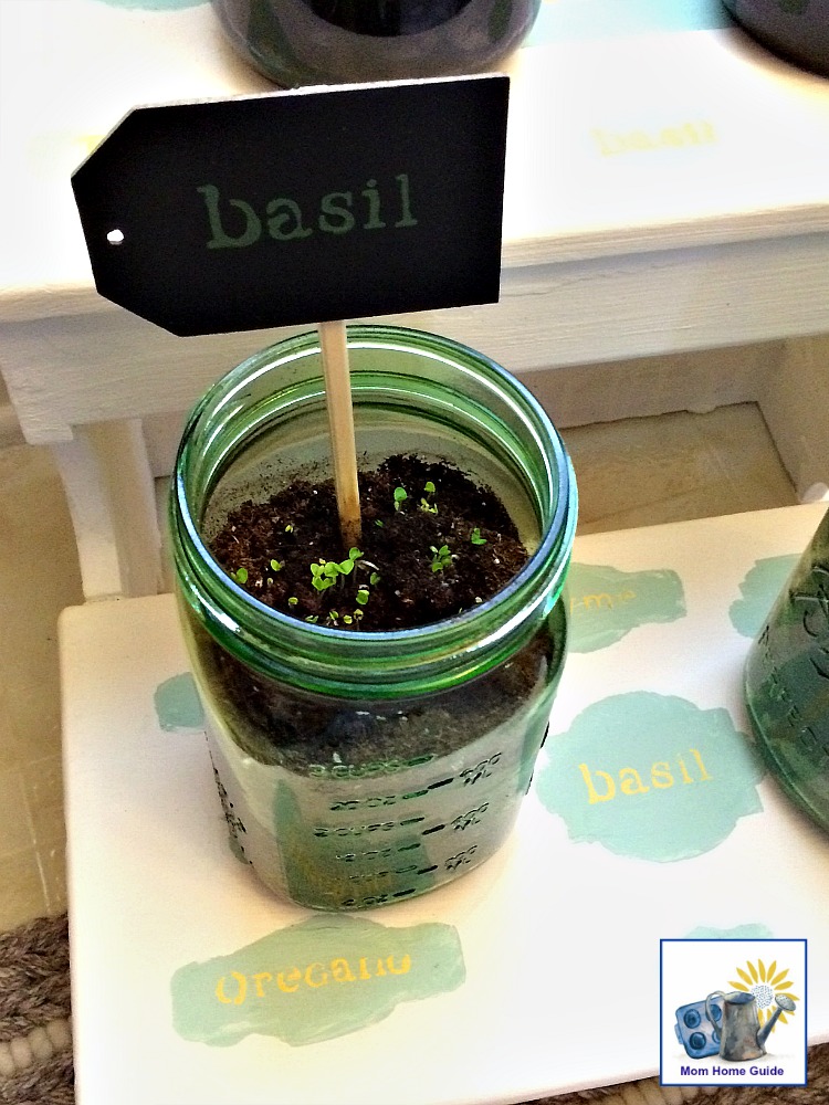 Basil growing in a mason jar on a DIY kitchen plant stand