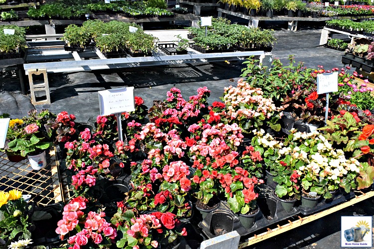 Begonias at Corner Copia Nursery