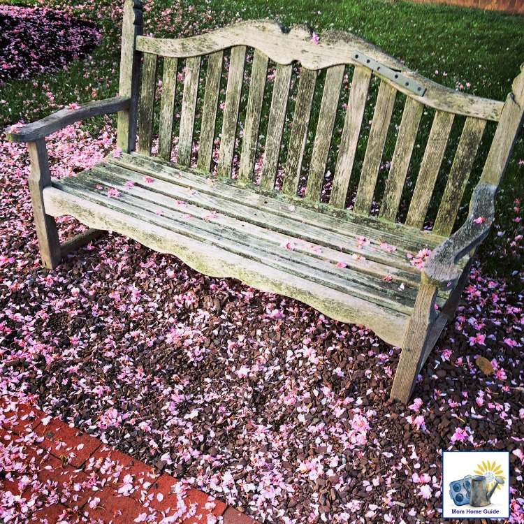 Cherry blossoms on a park bench