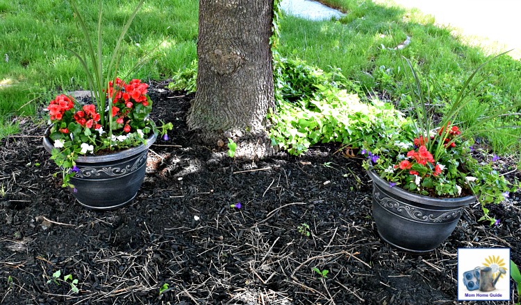 Container gardens for a shade garden with begonia, violet, dracaena spike grass and white impatiens.