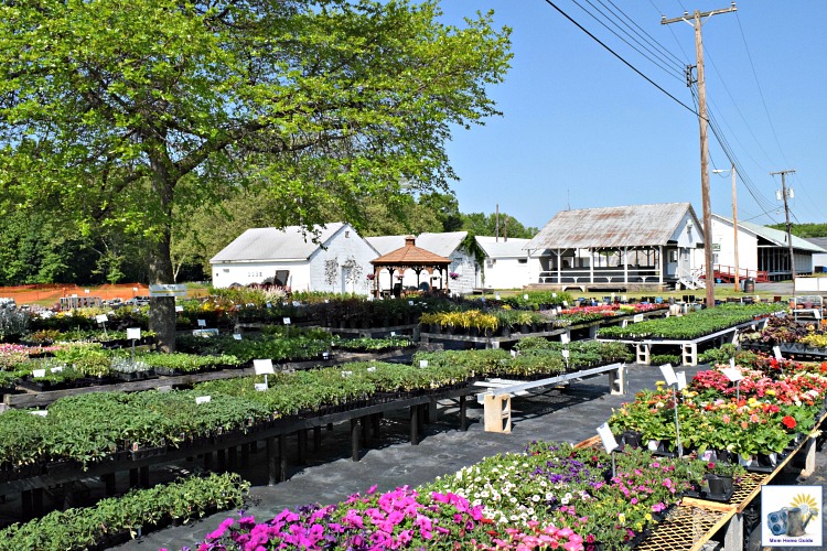 Corner Copia nursery