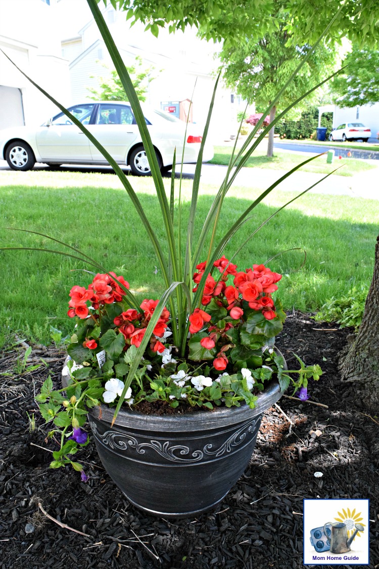 A shade planter garden with tall spike grass, begonias, violets and impatiens