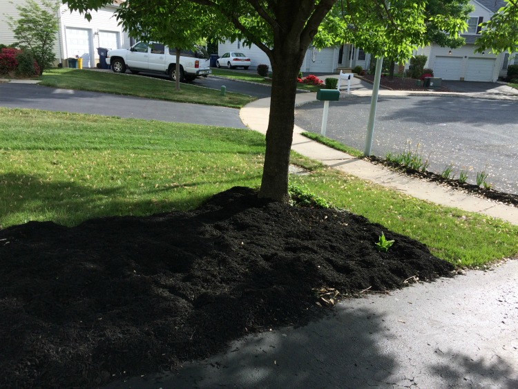 front yard landscape area