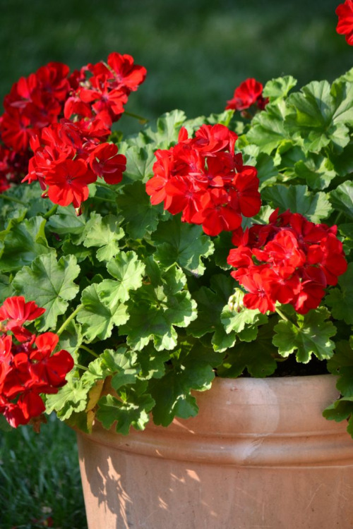 potted geranium