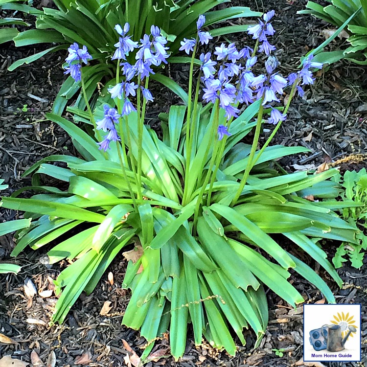 Wood hyacinth, also known as Spanish bluebells