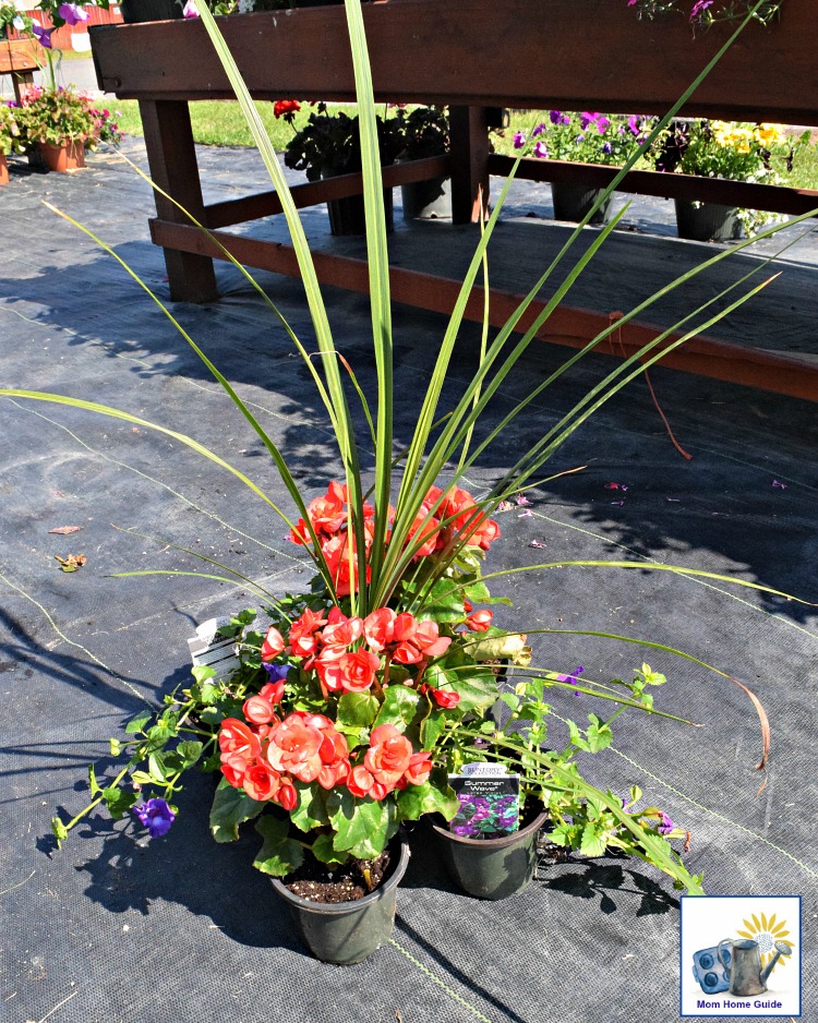 Pretty annuals for a shady container garden: begonias, dracaena spike grass and violets