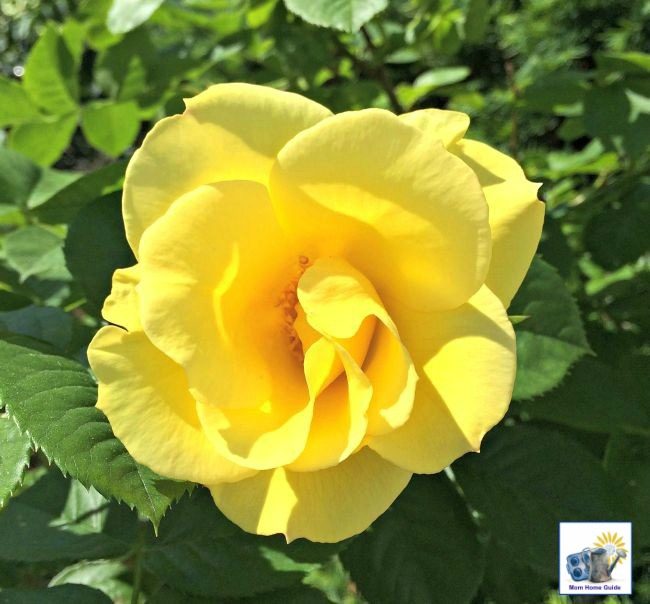 A beautiful yellow rose on a rose bush