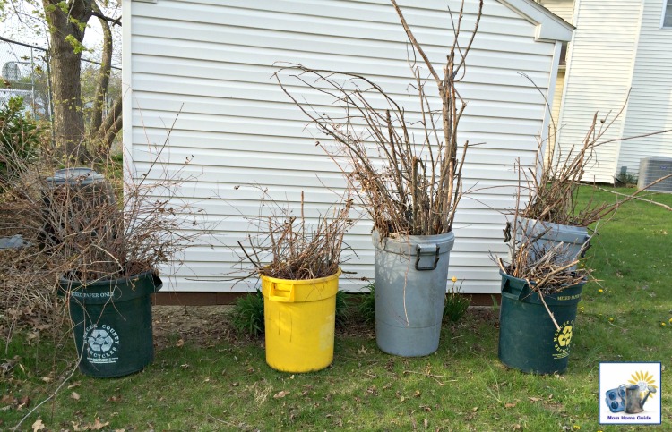 In May, I cleared out all the fallen twigs -- years' worth -- from my backyard