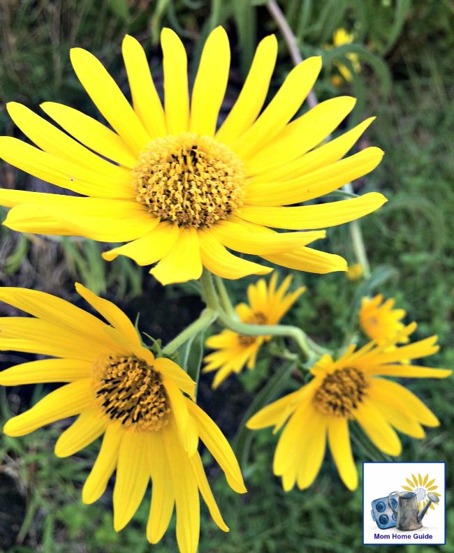 Sunny yellow wildflower perennials