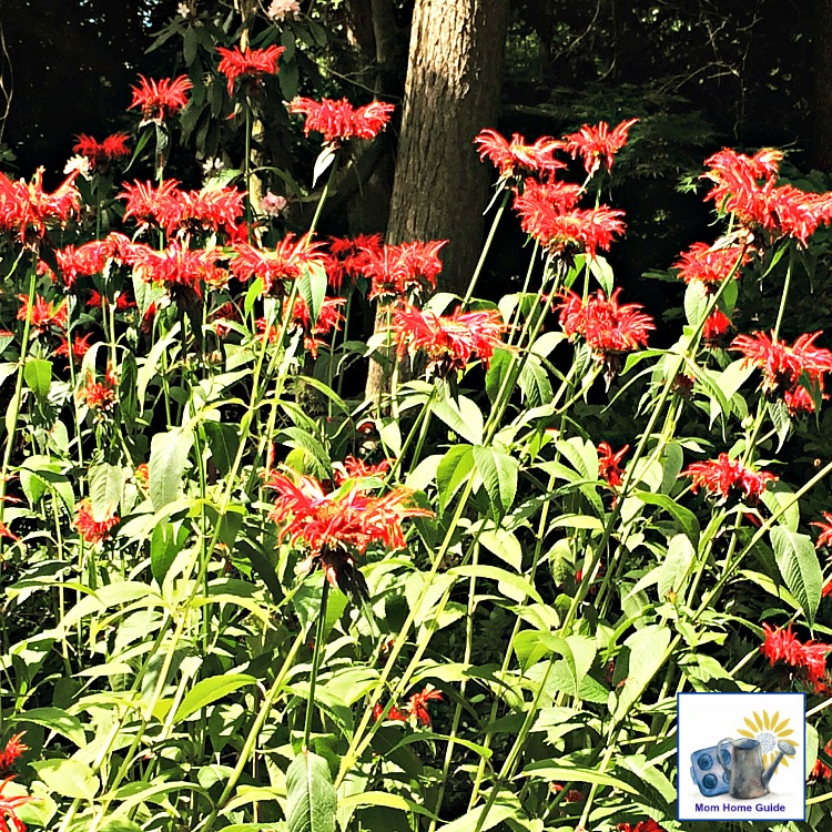 Beautiful Bee Balm flowers at Sayen Gardens in Hamilton NJ