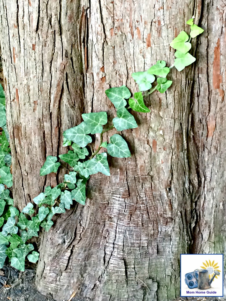ivy growing on a tree in Sayen Gardens