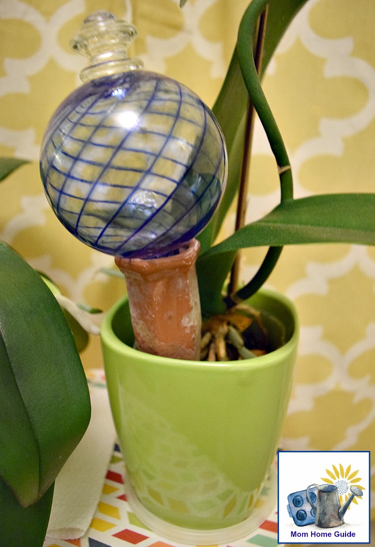 This watering globe and nanny stake is really useful for keeping plants watered while on vacation