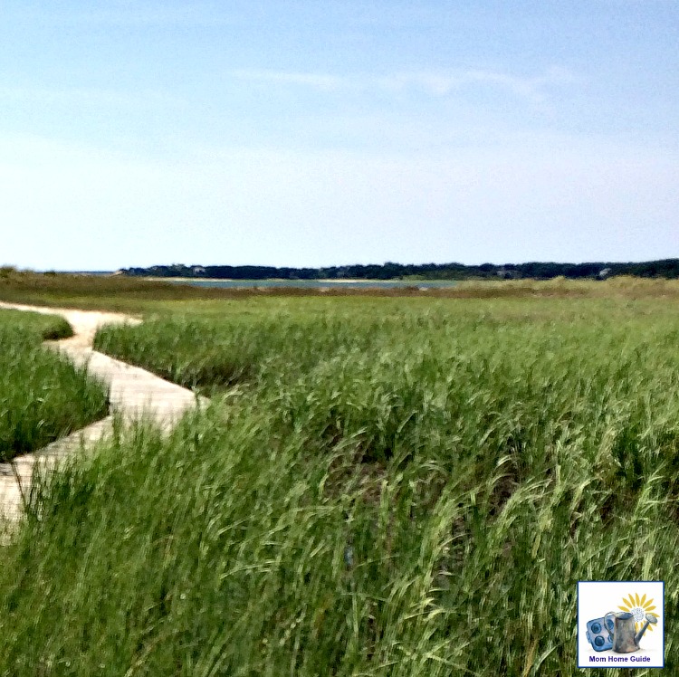 Salt marsh in Audubon Wildlife Preserve in Wellfleet, Mass.