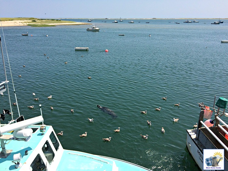 Chatham Pier Fish Market -- a great place to see fishermen feed scraps to the seals!