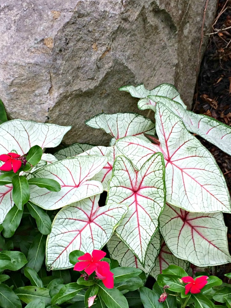 I love these beautiful leaves in New Jersey's Sayen Gardens