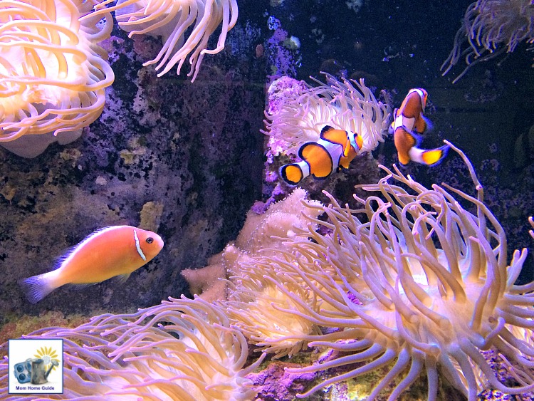 Clown fish (like the clown fish in "Finding Nemo" and "Finding Dory" at the Mystic Aquarium in Connecticut