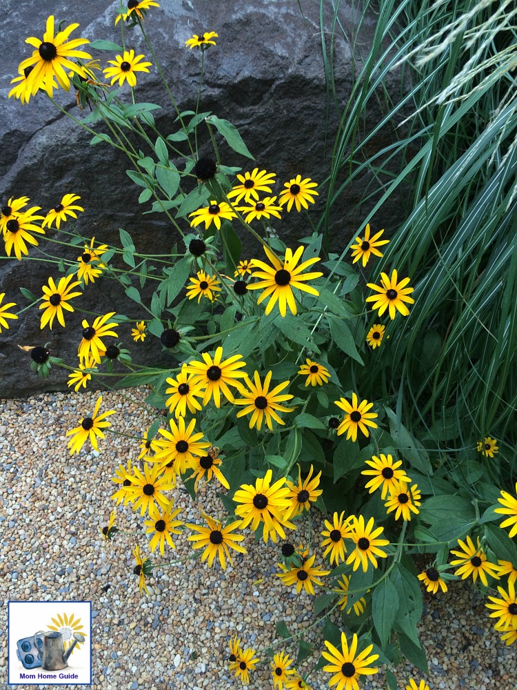 Beautiful yellow flowers at Sayen Gardens