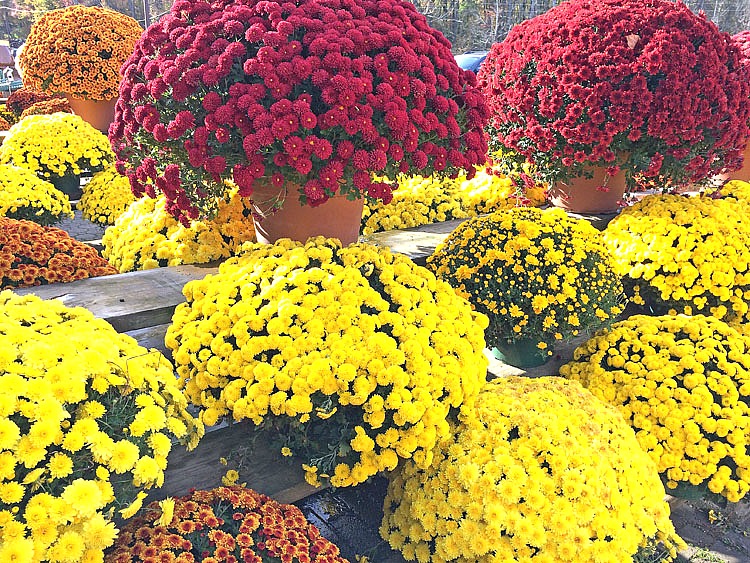 beautiful fall mums