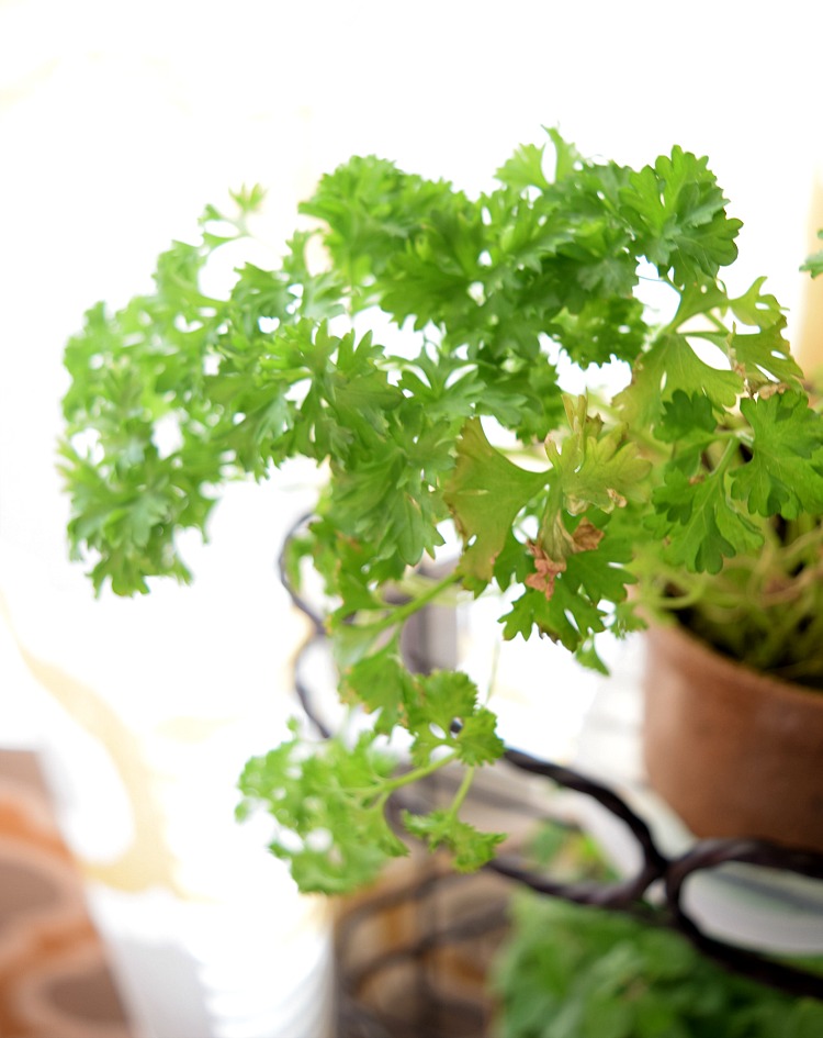 potted parsley in a kitchen herb garden