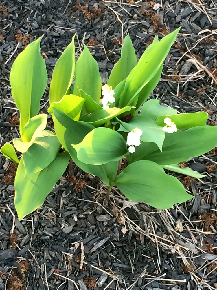 Lily of the Valley