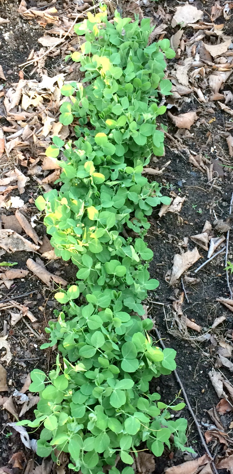 Spring peas growing in garden