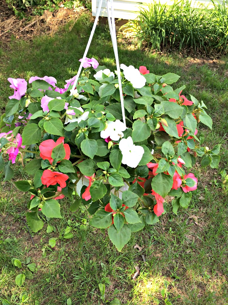 hanging planter of impatiens