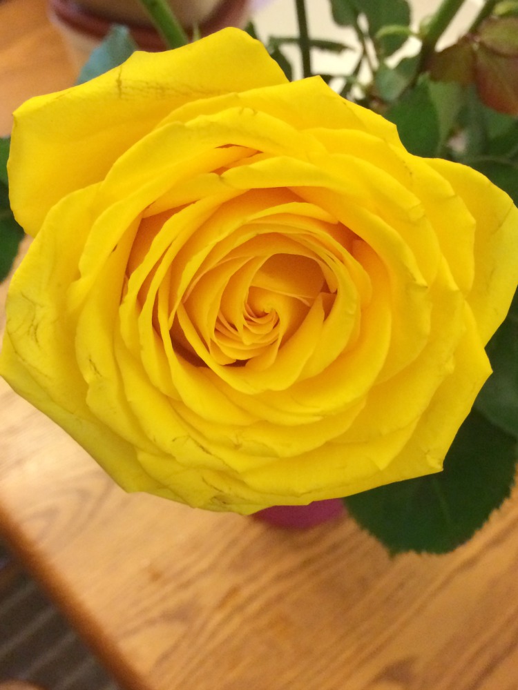 yellow birthday roses