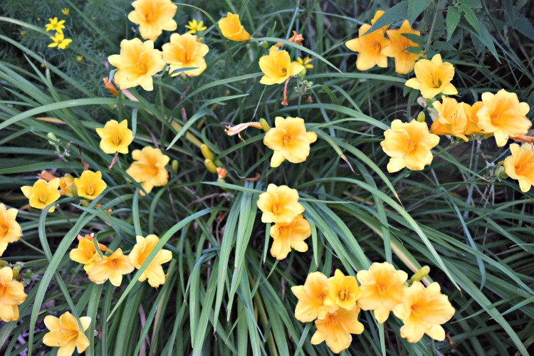 These lilies from my home's perennial garden bloom all summer long.