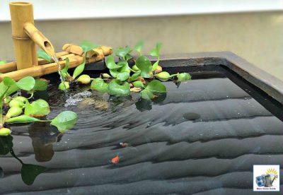 I love my easy to maintain patio pond, which holds my family's goldfish and flowering pond plants.