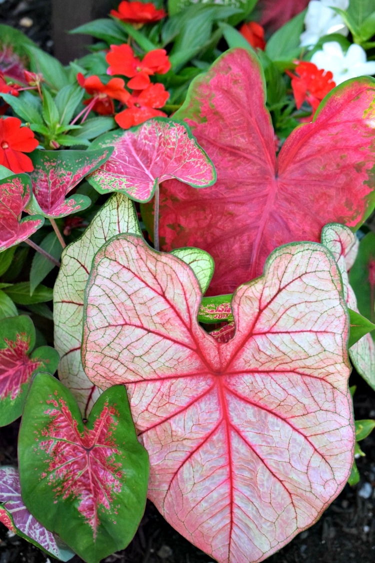 beautiful and colorful coleus leaves at Sayen Gardens in Hamilton, NJ