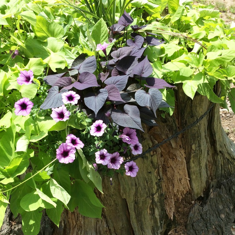 tree stump garden