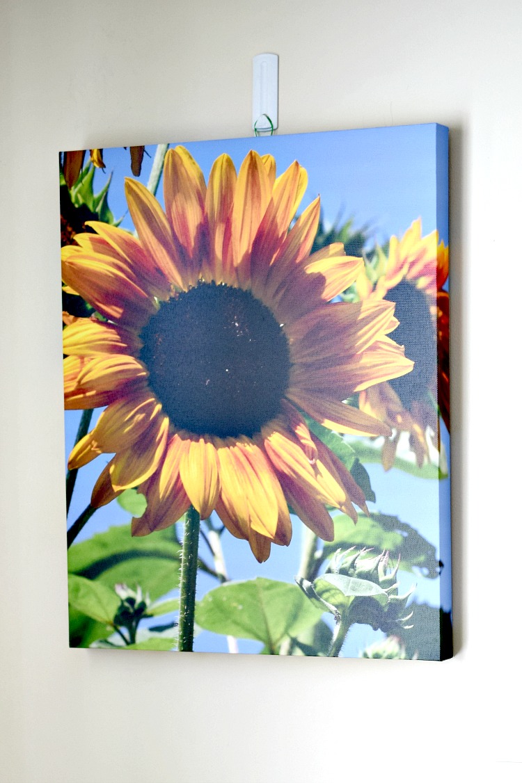 Sunflower canvas print made with Canvas Factory