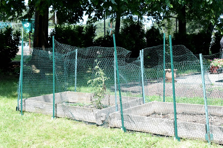 backyard vegetable garden fenced in with wire fencing and T posts