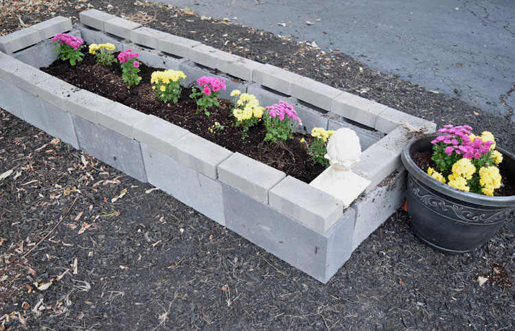cinder block raised garden bed filled with mums
