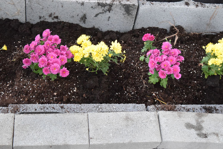 raised garden bed with mums