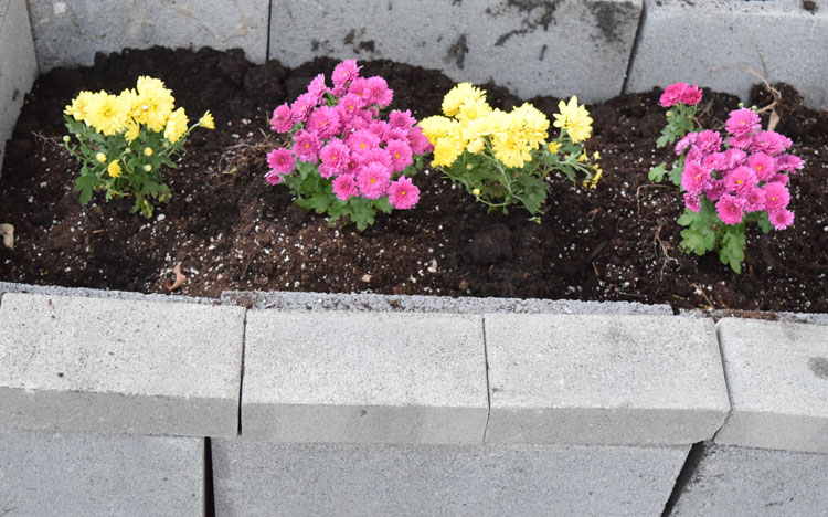 mums in a raised flower bed