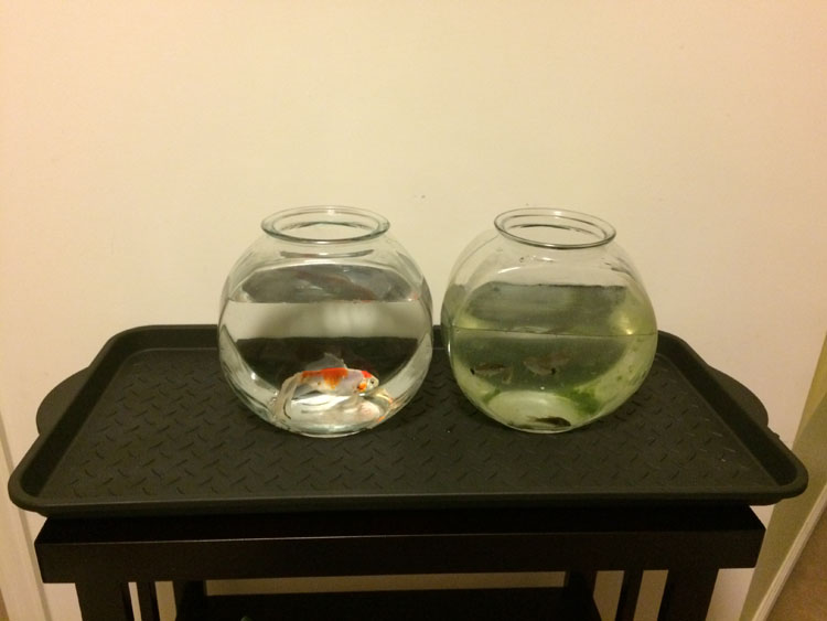 fish bowls with tetra and goldfish