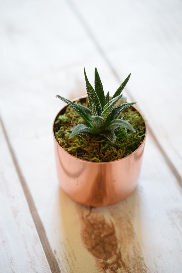 succulent plants in pretty pots make great Christmas gifts for teen girls