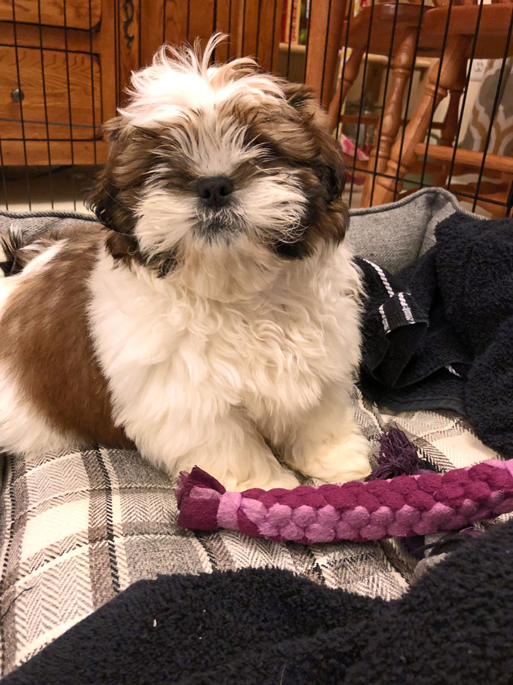 Mochi, a 10 week old male Shih Tzu puppy