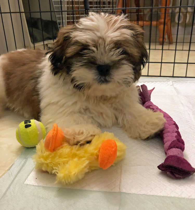 Mochi, a 10 week old Shih Tzu puppy