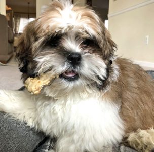 puppy eating homemade oatmeal banana dog biscuit